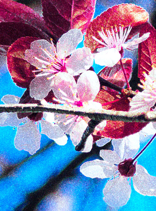 Tree Blossoms